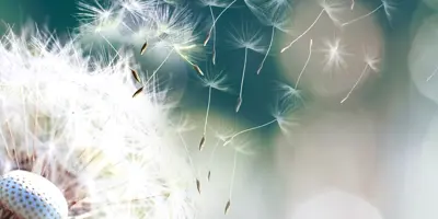 Tipps gegen geschwollene Augen bei Pollenallergie