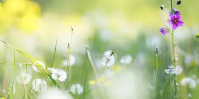 Pollen im Anflug