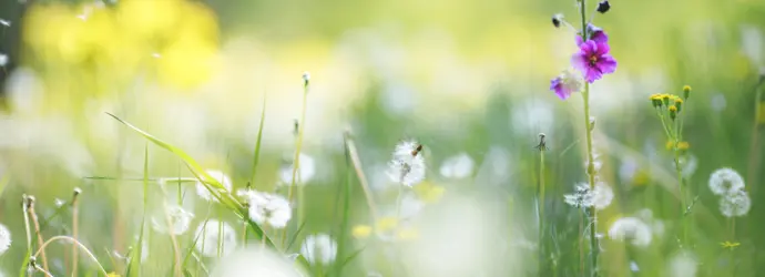 Pollen im Anflug